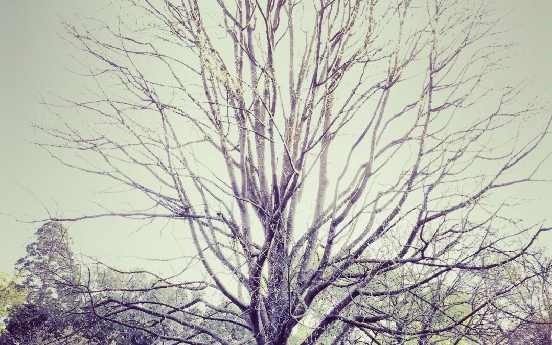 Sint architecto error saepe enim qui