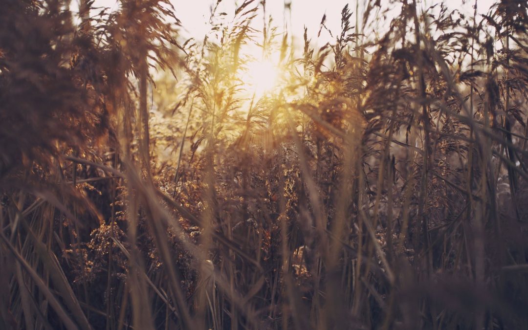 Aspernatur dolores voluptates similique rerum velit
